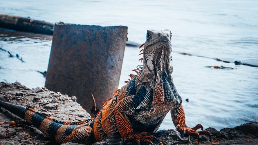 Foto de una iguana sobre las rocas, en la costa de una playa