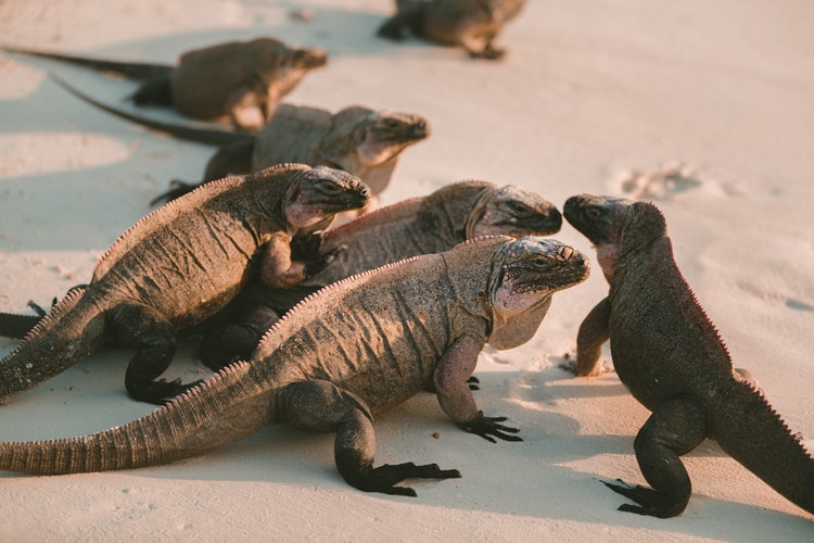 Foto de un grupo de iguanas en la playa